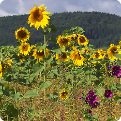 Feld mit Sonnenblumen